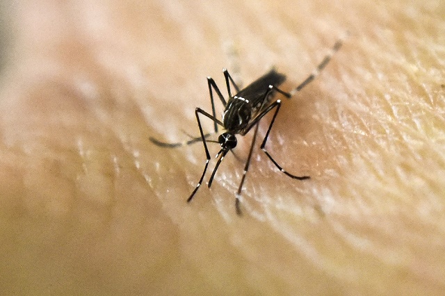 Além da dengue, o Aedes aegypti também transmite a febre amarela, a zika e a chikungunya.  Foto: Luis Robayo/ AFP