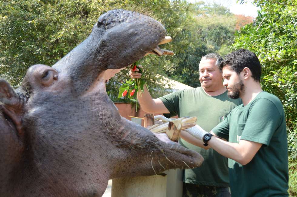 Hipopótamo Yuri passa por tratamento dentário no zoo
