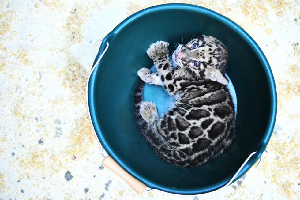 Um leopardo que mais parece um gatinho