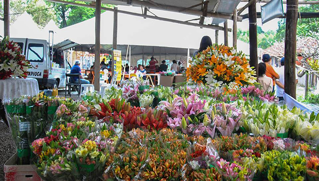 Sítio de Piedade promove festival de orquídeas, cactos e suculentas