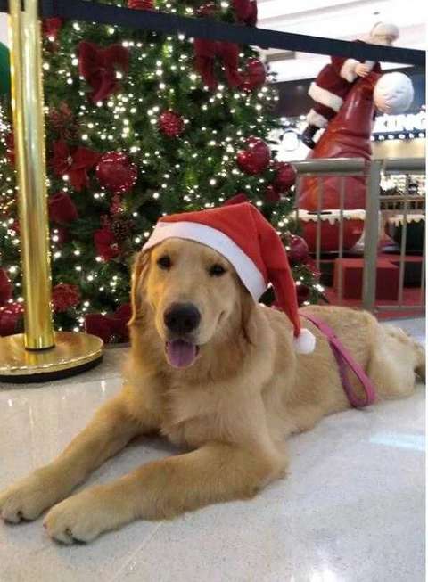 Eles também têm lugar no trono de Noel