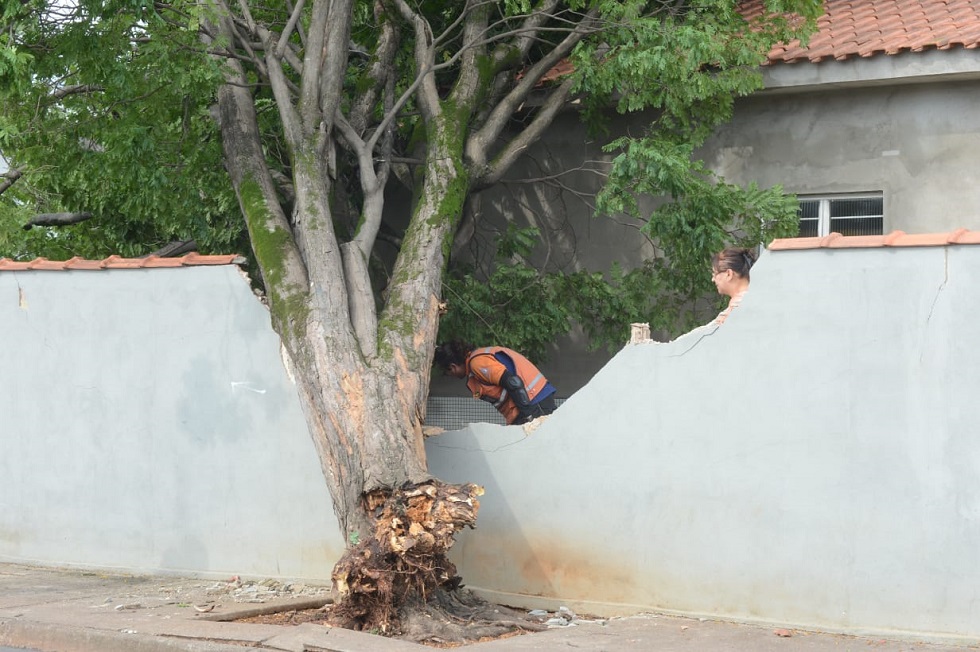 Queda de árvore sobre residência na Rua Belo Horizonte, na Vila Helena. Crédito da Foto: Erick Pinheiro