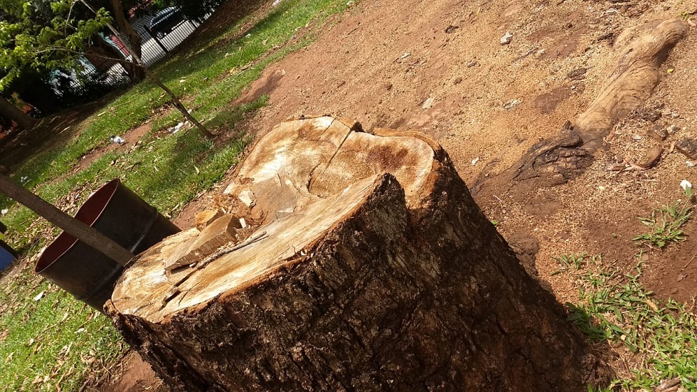 Árvores foram derrubadas sem autorização no Carrefour Sônia Maria. Crédito da Foto: Reinaldo Galhardo