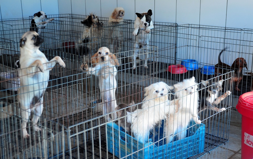 Mais de 1,5 mil cães foram resgatados do Canil Céu Azul em Piedade. Crédito da Foto: Emídio Marques (15/2/2019)