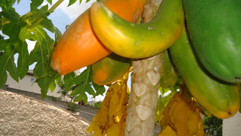 mamão cresce no formato de banana em Sorocaba