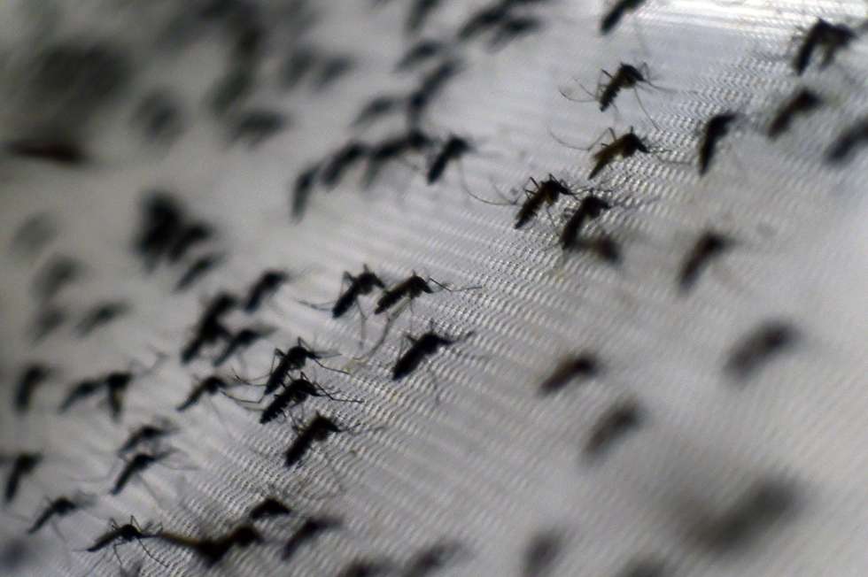 Jardim Rodrigo receberá ação de combate ao Aedes aegypti