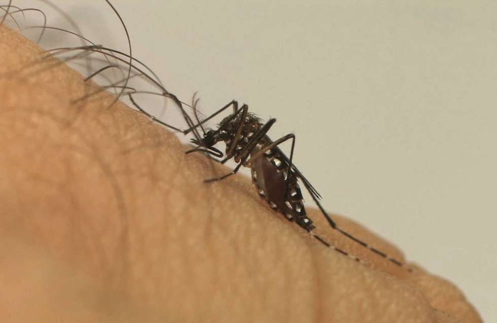 Combate ao mosquito da dengue remove criadouros