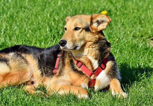 A evolução da genética e a saúde canina