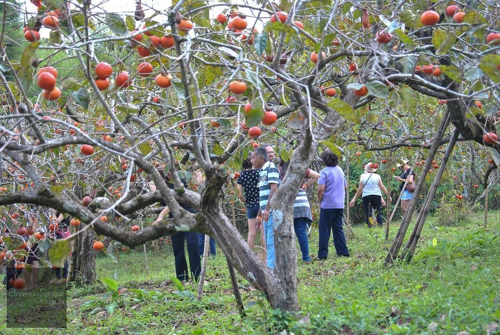 Caqui vira atração turística em Piedade