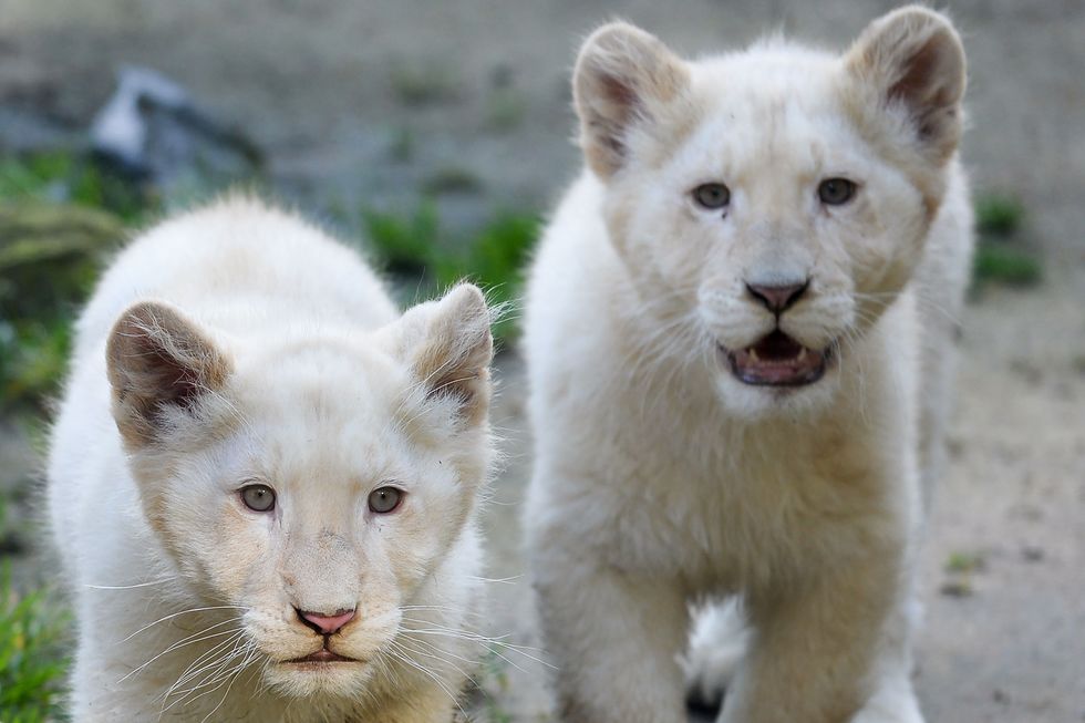 Os raros leões brancos