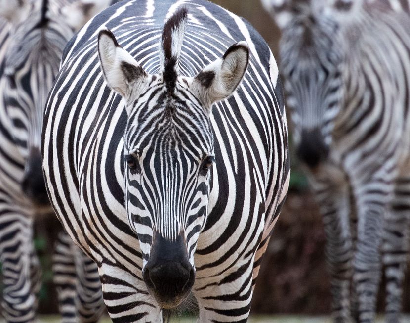 A zebra é um bicho preto com listras brancas ou branco com listras