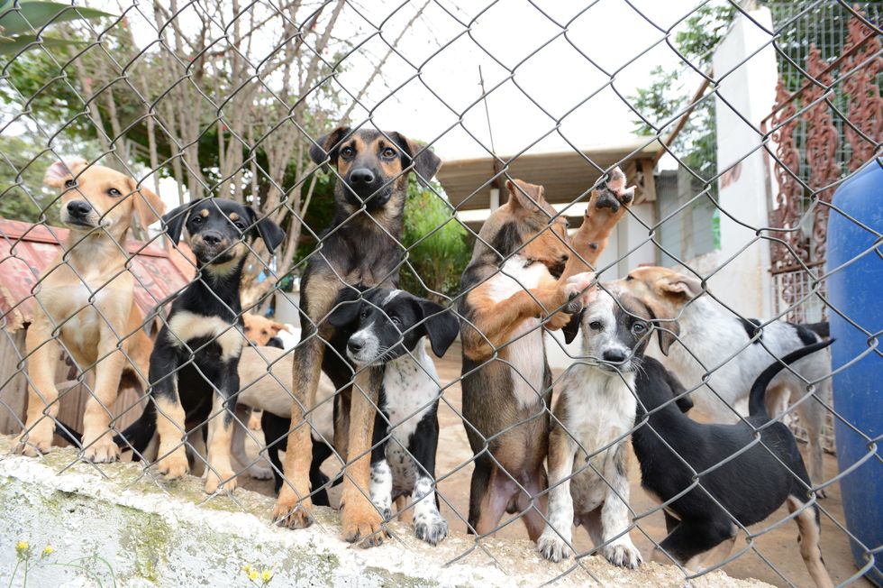 O projeto de lei proíbe pessoas condenados por maus-tratos e crueldade de adotar de animais de estimação 