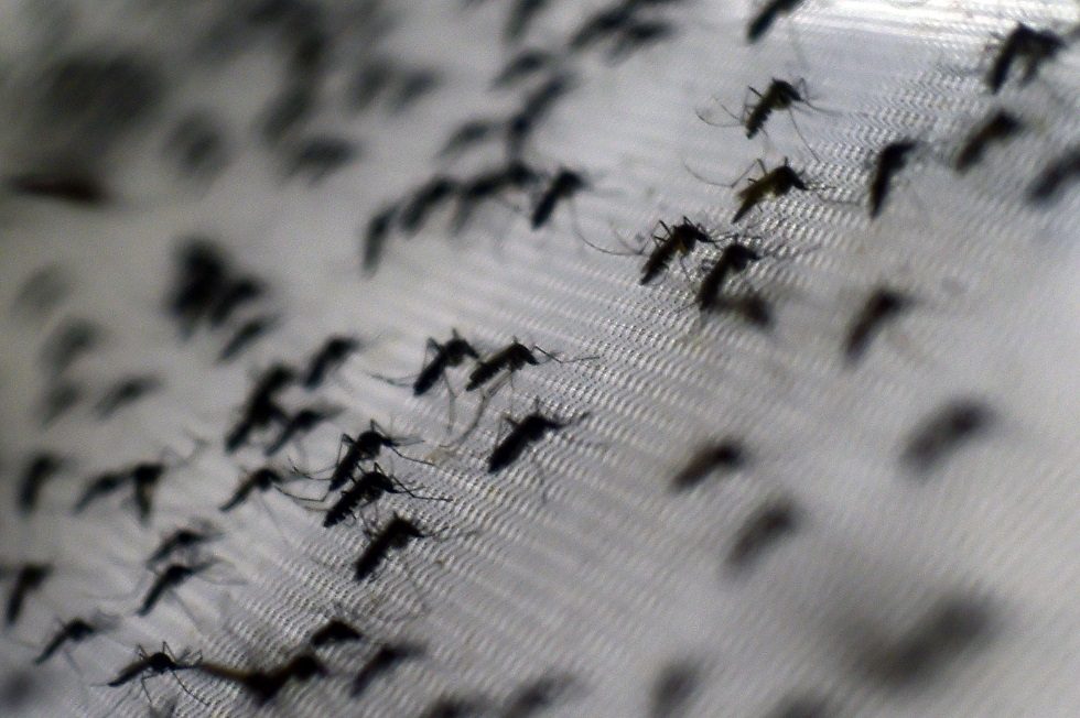 Casos de dengue crescem 605% no Estado de São Paulo