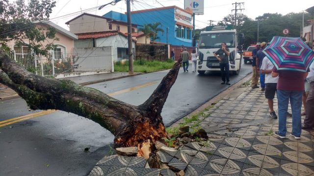 Árvore cai sobre casa na Vila Carvalho, em Sorocaba