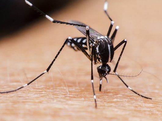 68 casos de dengue em apenas uma semana