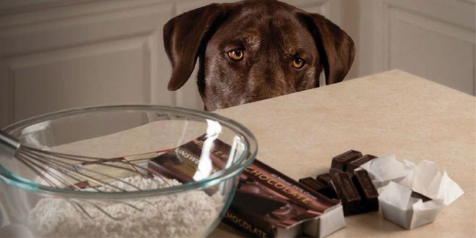 Consumo de chocolate por de ser fatal para cães e gatos, alerta veterinário