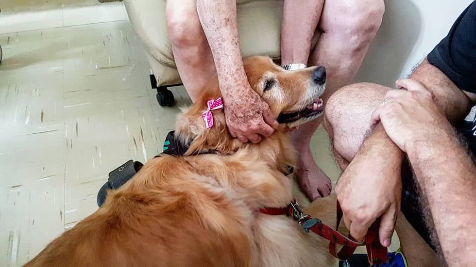 Instituto treina cães para terapia