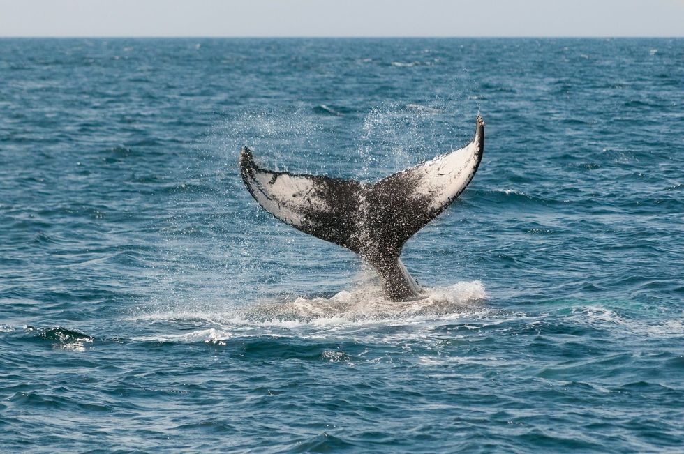 Rússia promete libertar orcas e belugas
