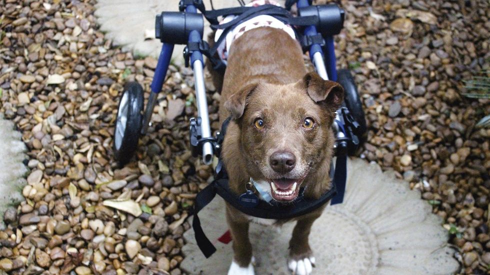 A história de Marrom, o cachorro cadeirante