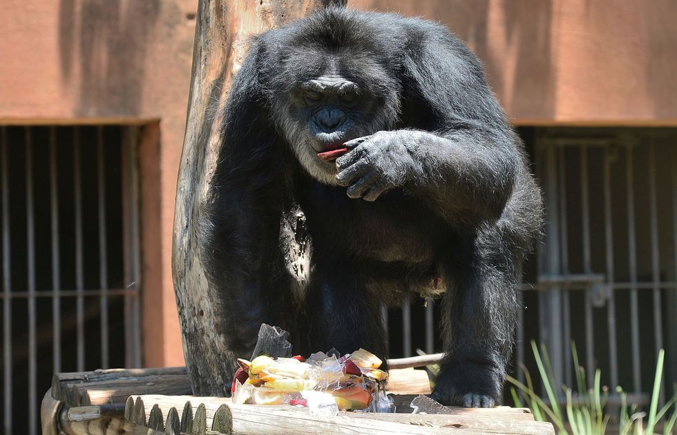 Ativistas pedem a volta de Black no zoológico