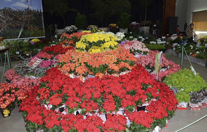 Exposição de flores e folhagens é um dos setores mais visitados da Festa do Kaki