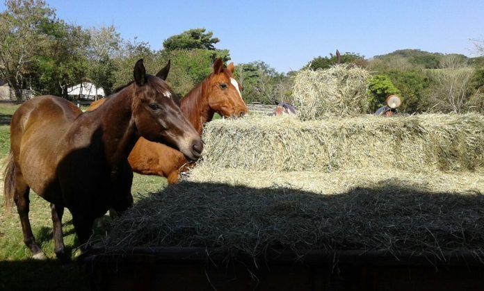 Haras oferece cuidados para cavalos aposentados