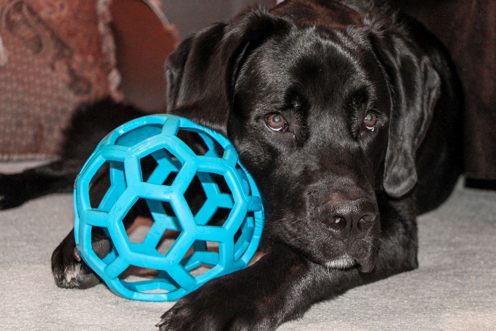 Ideal para brincar com o seu cão, brinquedo de terapia ocupacional
