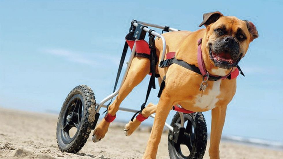 Cães paraplégicos precisam de rotina e cuidados específicos