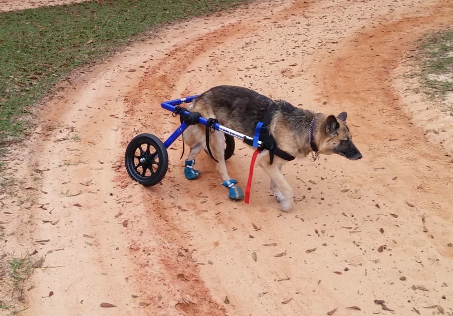 Cães paraplégicos precisam de rotina e cuidados específicos