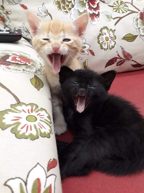 Dois irmãozinhos sapecas