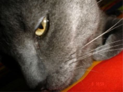Ferinha