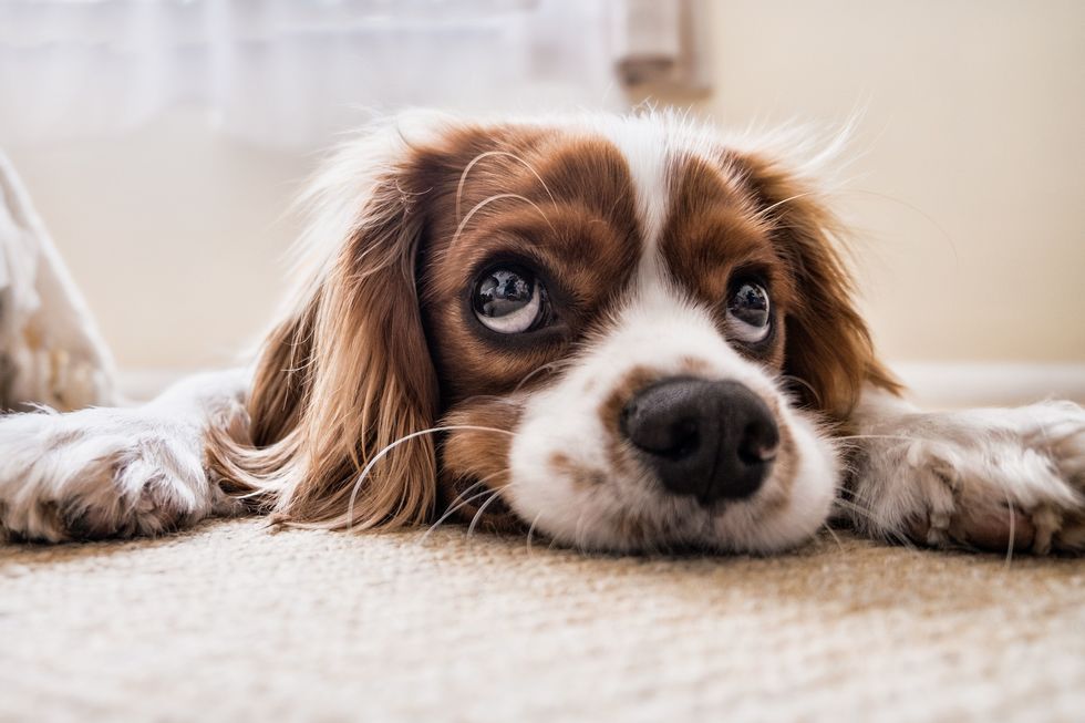 Estudo decifra olhar enternecedor de cães