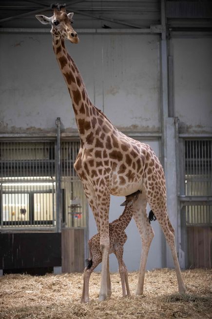 Girafas: grandes desde o nascimento