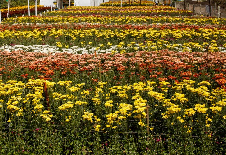 SP é o maior produtor de flores do Brasil