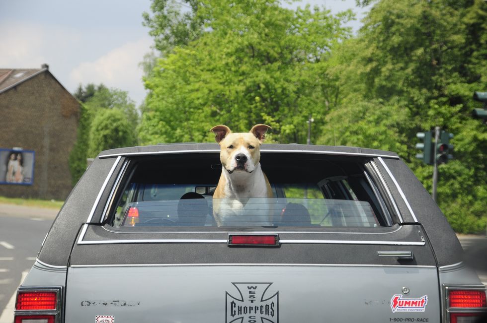 Viajar com o pet em segurança é possível