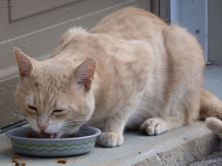 Saiba escolher e cuidar da vasilha do gato