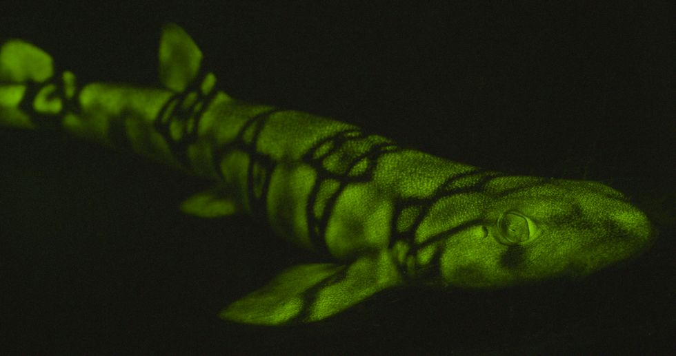 Tubarões que brilham no escuro