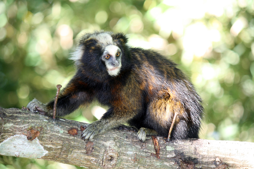 Macaco sagui em estado selvagem no rio de janeiro brasil