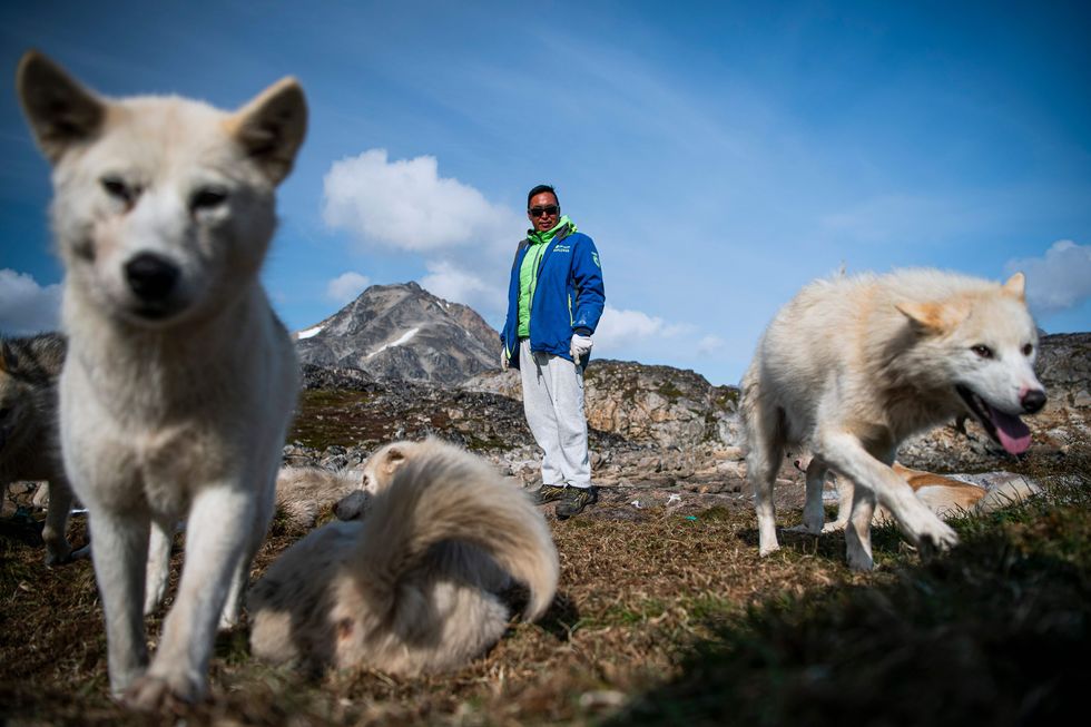 Degelo no Ártico ameaça os cães da Groenlândia