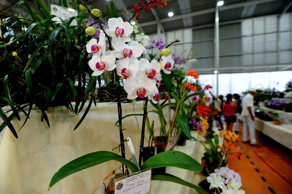 Sesi tem Exposição de Orquídeas