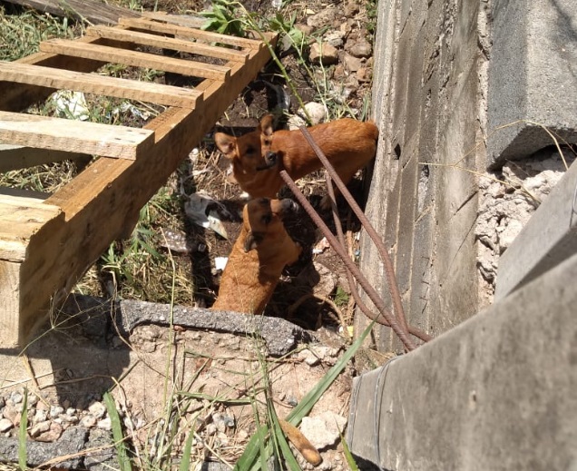 Seis cachorros são resgatados em terreno na zona sul de Sorocaba