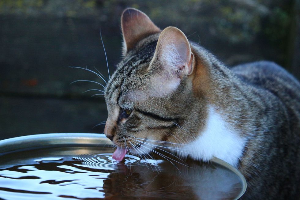 Gatos precisam de cuidados específicos