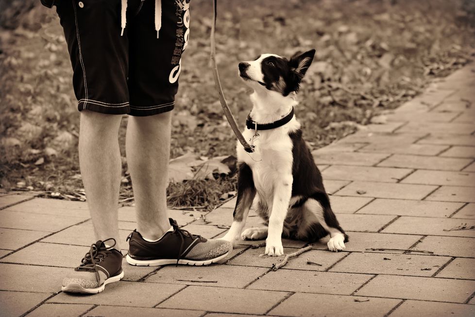 Obesidade de pets precisa ser combatida