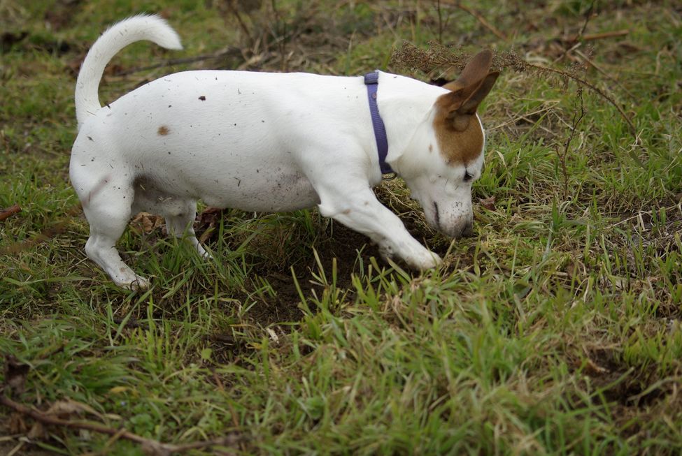 Vermifugação é essencial aos pets