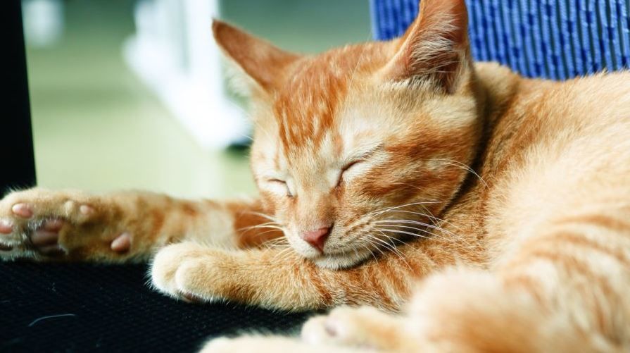 Agitação noturna de gatos pode ser reduzida com mudança de hábitos