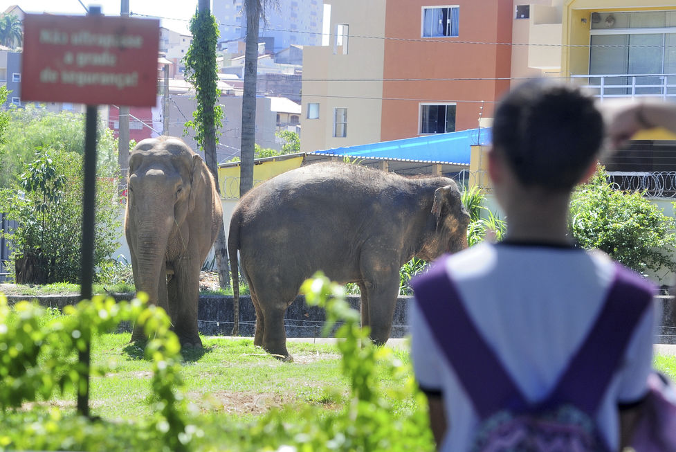 Projeto cria programa para financiar a reforma de recinto de animais no zoo