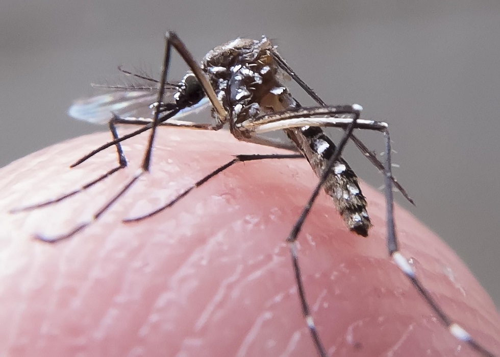 O aedes também transmite a dengue