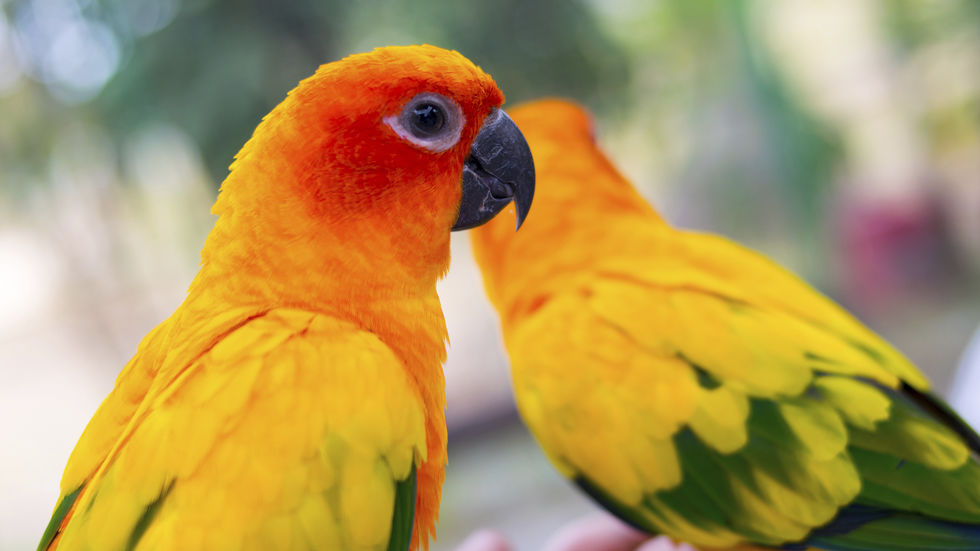 Mudança de cor nas penas pode indicar doença nas aves