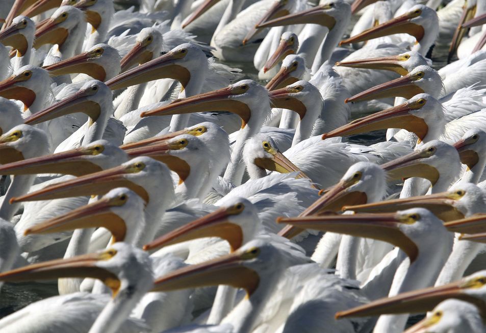 Um bando de pelicanos!