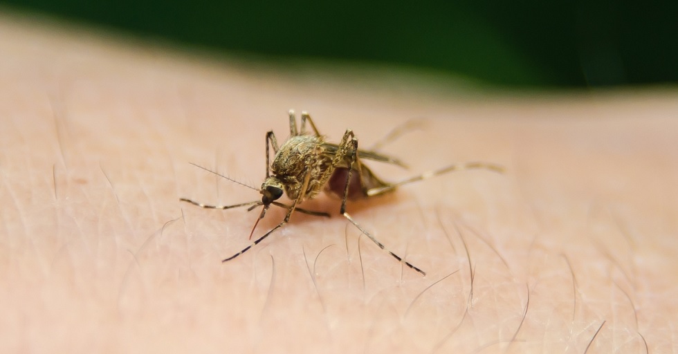 Sorocaba tem média de 5 casos de dengue por dia